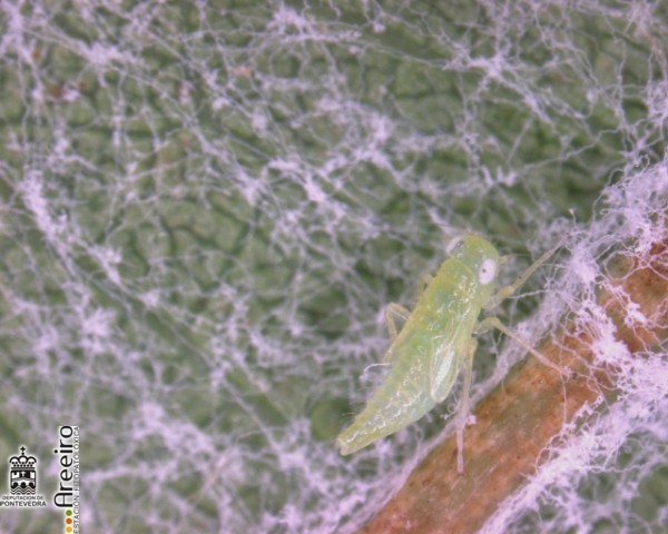Cicadélidos - Larva de Cicadélido.jpg